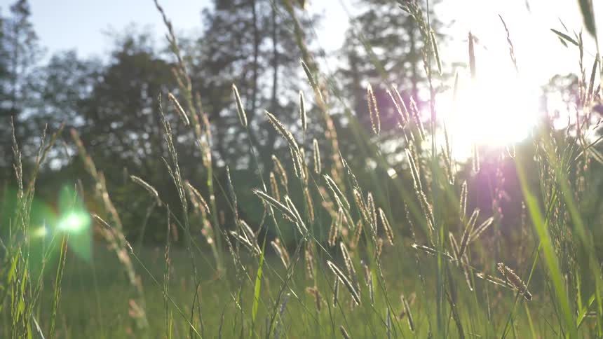 Plants rustling in the wind in a sunny field