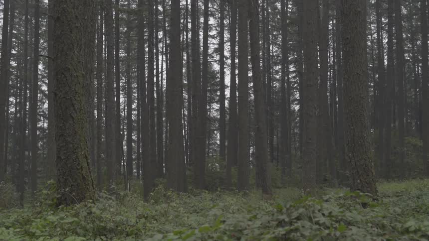 Dense tree covered forest on a cloudy day