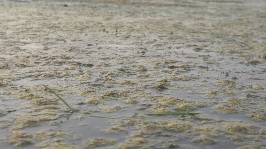 Green moss sitting on top of a body of water