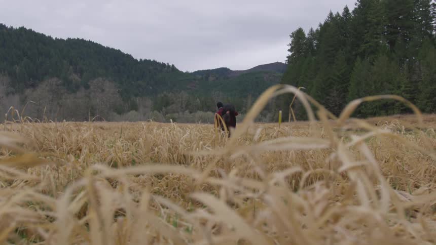Man walks through wheat field