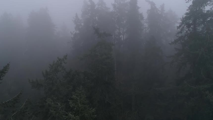 Pine trees in forest in fog