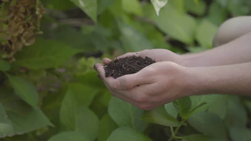 Hands holding soil above plants