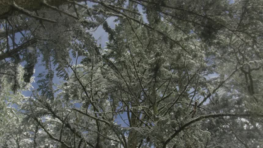 Snow is falling on the branches of tall trees