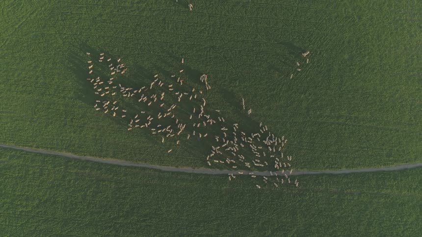 A herd of sheep graze in a rural field