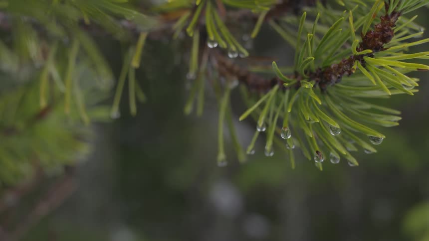 Drops of dew hang on pine needles growing from a tree