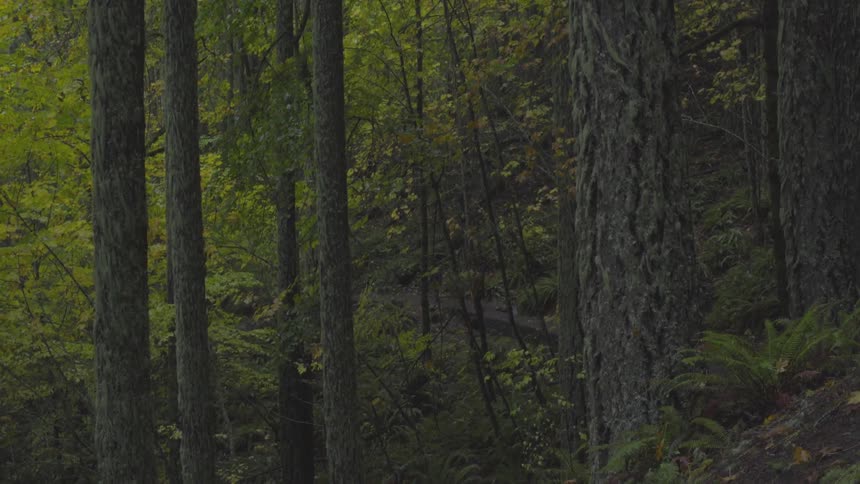 Forest of tall thin trees during the day