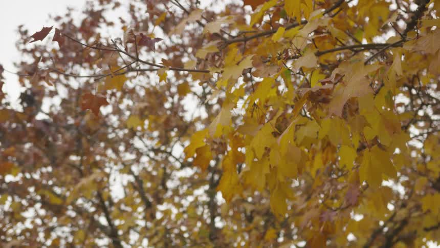 Yellow and orange fall leaves