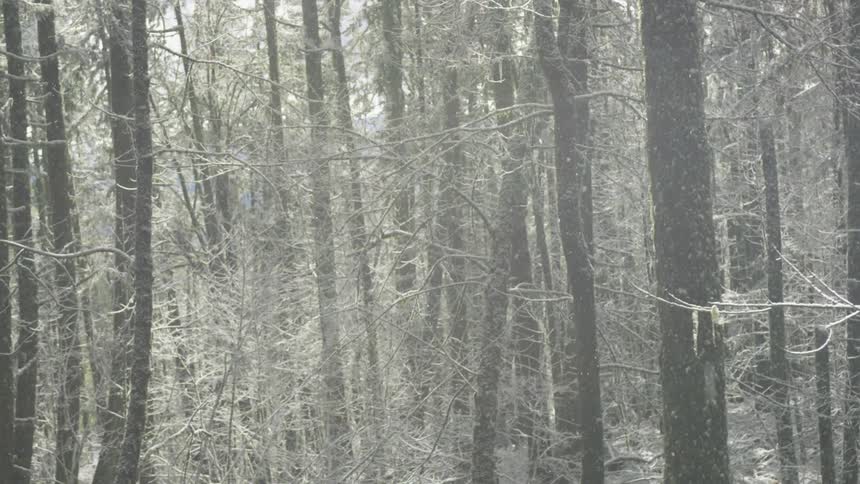 Snow falls in the woods