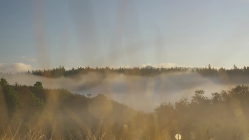 Fog rolls over a swampland