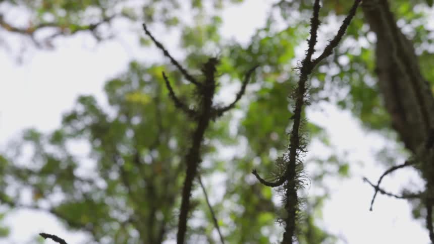 Tree branches standing still