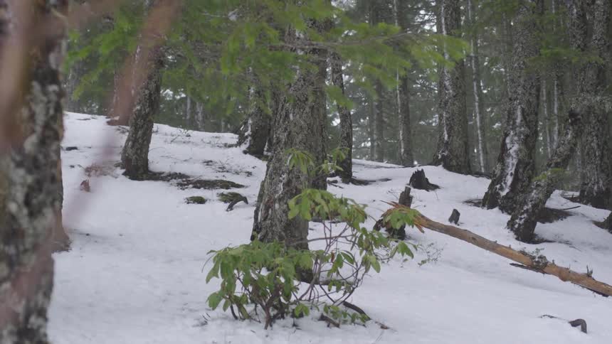 Snow falls softly to the forest floor