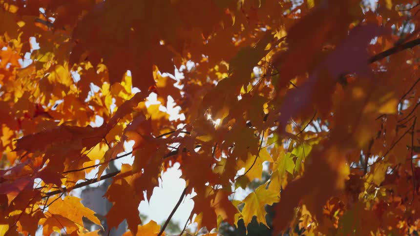 Sun glints through fall leaves