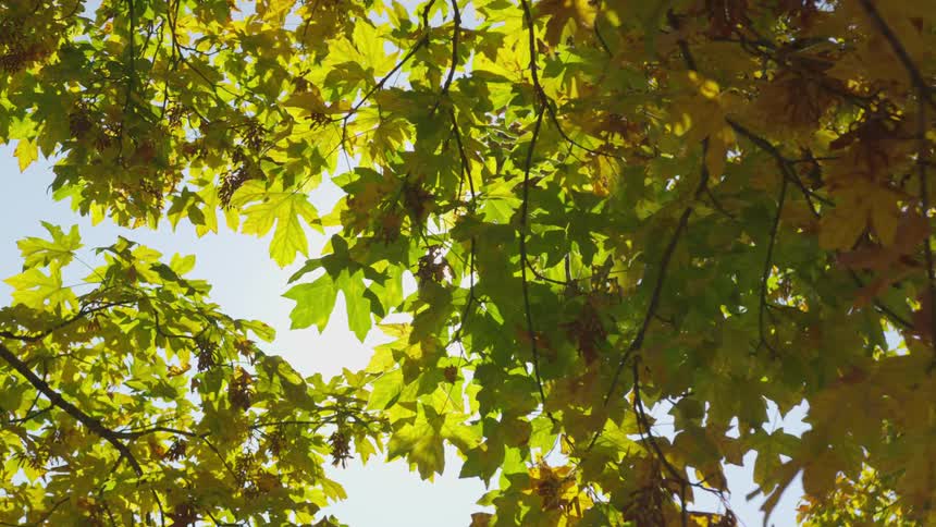 The sun shines through a tree's top branches