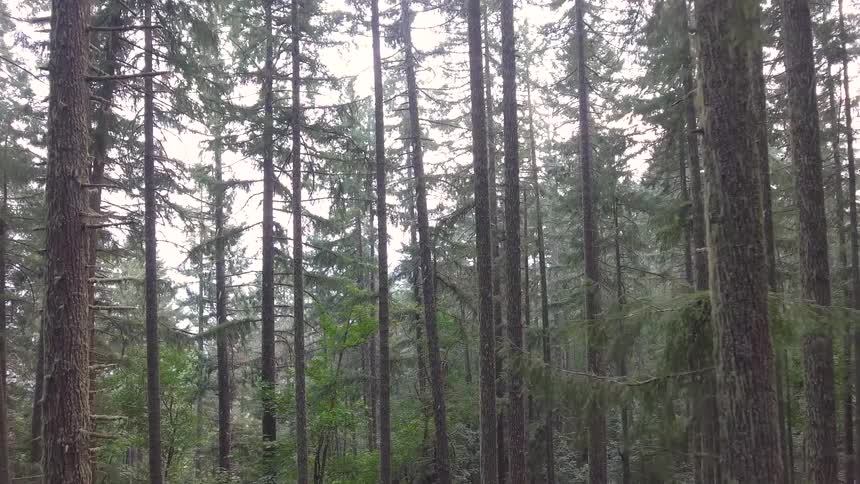 Sparsely branched trees grow in a forest