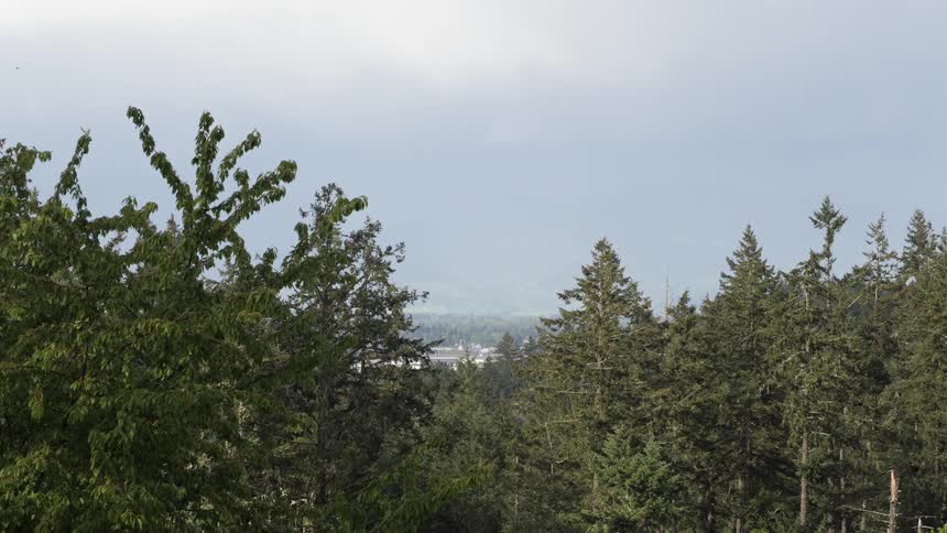 A forest can be seen as a building peaks out from behind the tops of the trees