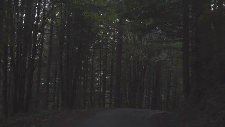 Forest Scenics