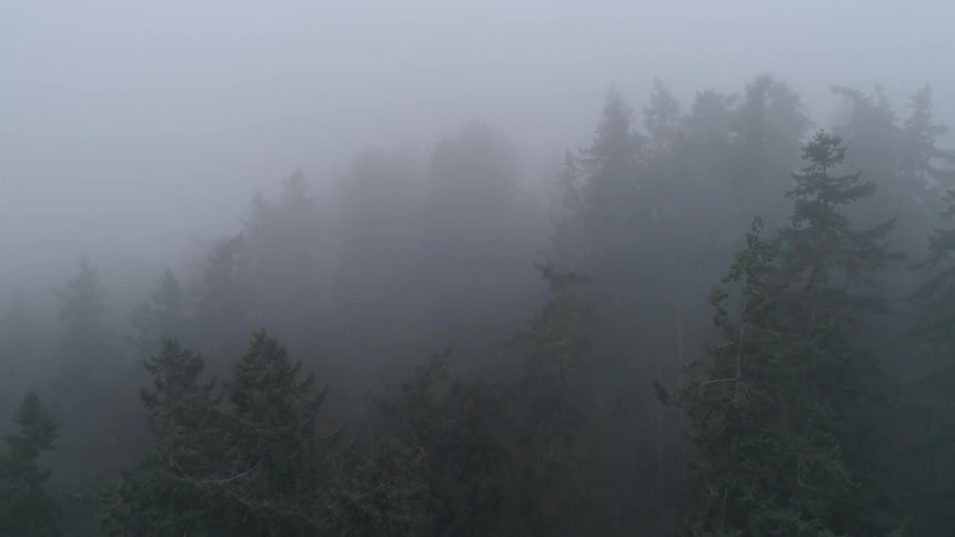 Foggy Forest Aerials
