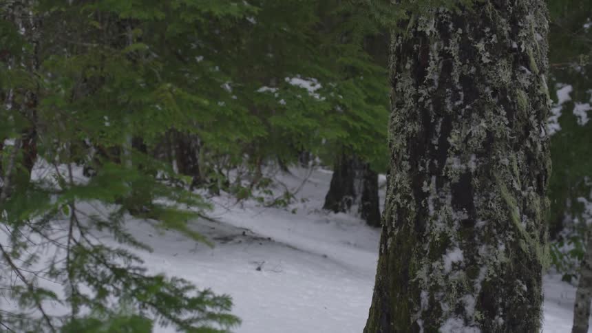 Friends Hiking In Winter