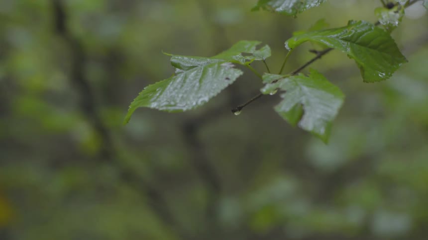 Water coats leaves in forest
