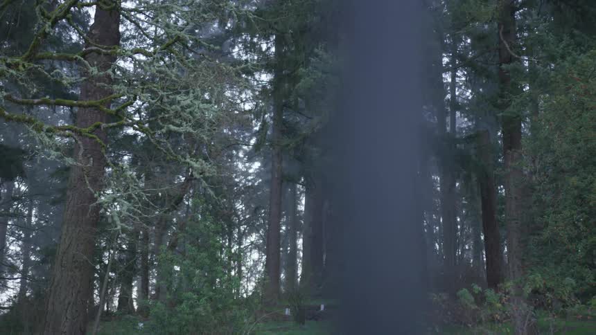 Cemetery In Forest