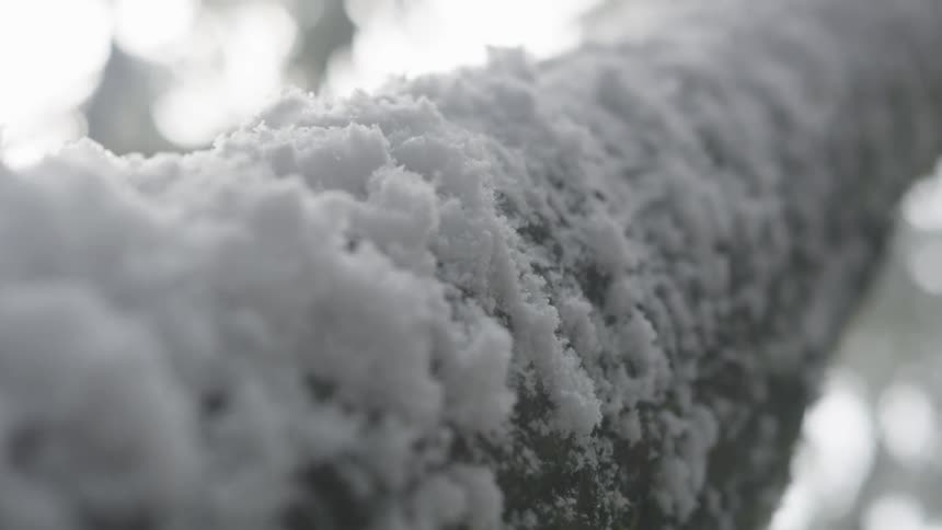 Snow covers a tree branch