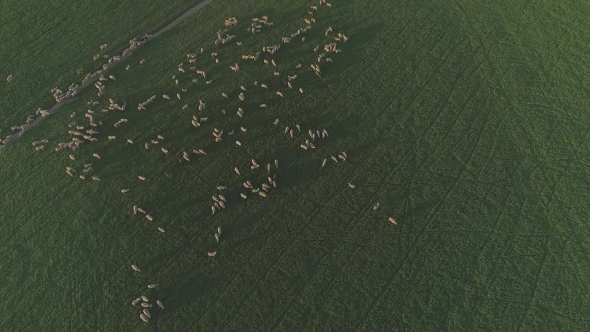 A herd of sheep on a green field
