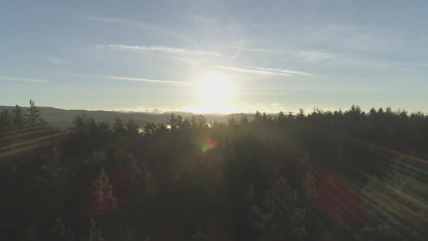 Golden Hour Forest Aerials