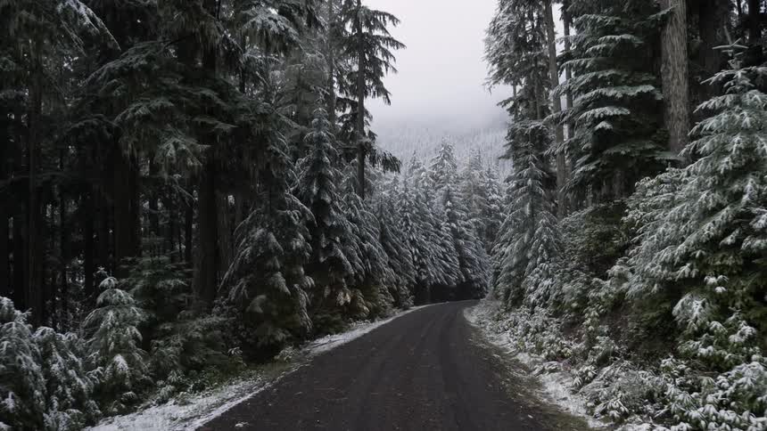 A road that runs through a snowy forest