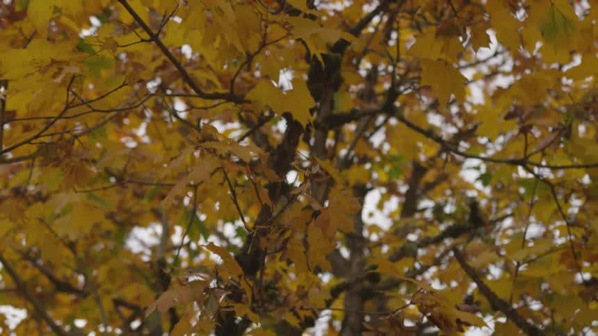 Fall colored leaves cover the tree
