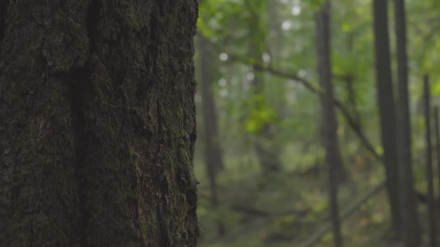 Camera pans by tree in forest