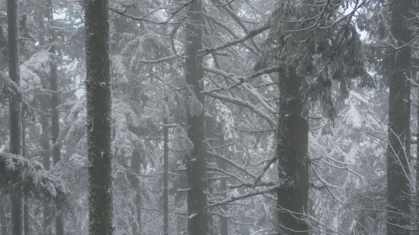 Snow covered trees grow in a dense forest