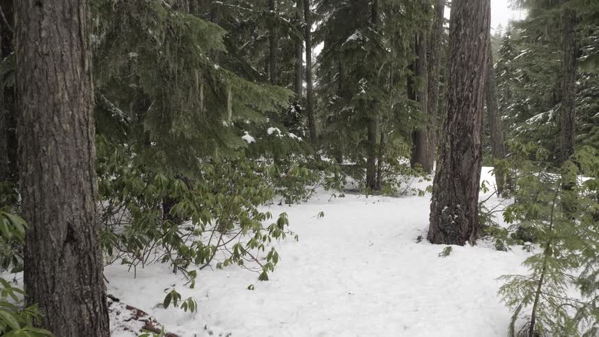 Snow covered woods on a cloudy day