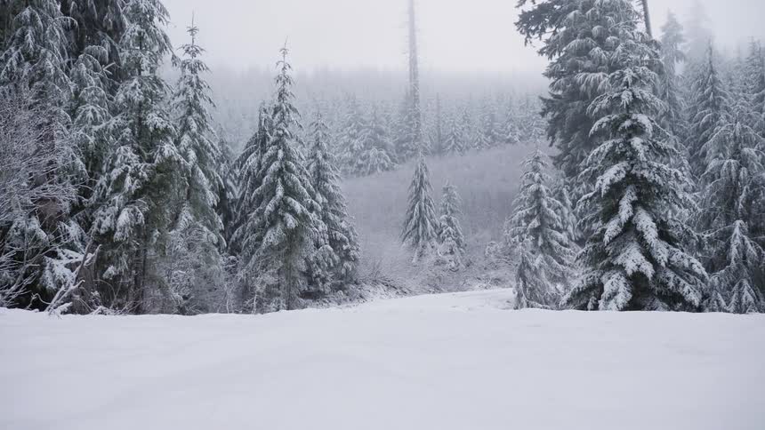 Snow in the forest