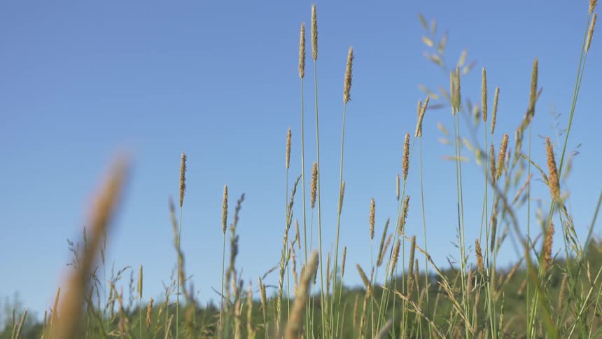 Tall grass in field sways in light breeze