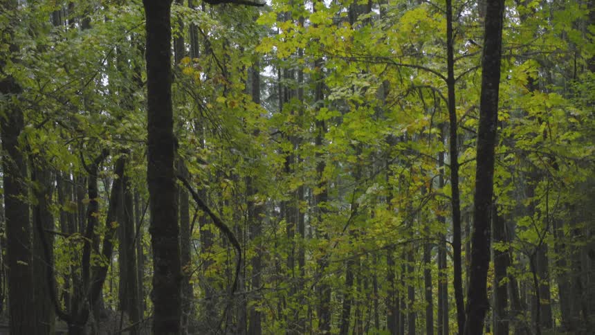 Thick trees in forest