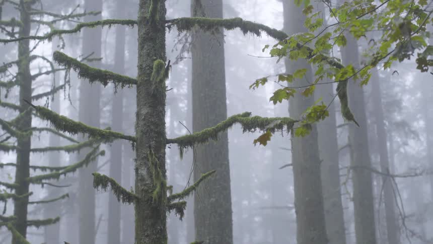 Tall thin trees in a misty woods