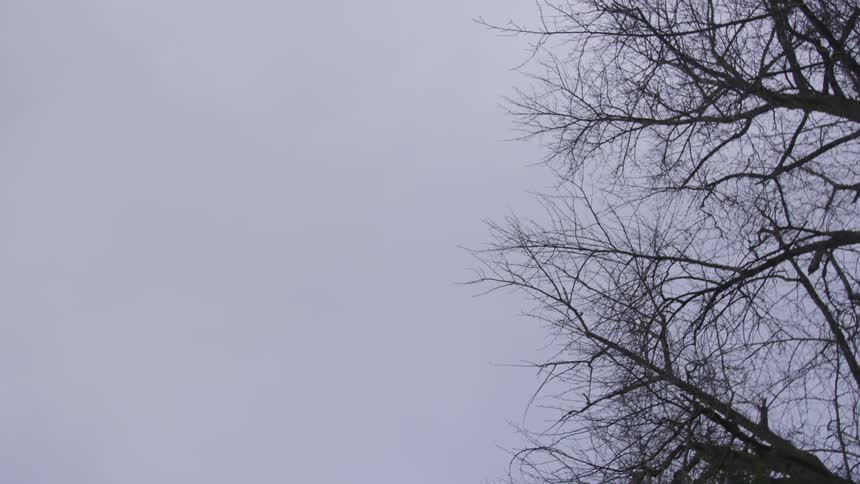A tree with no branches grows under a cloudy off white sky