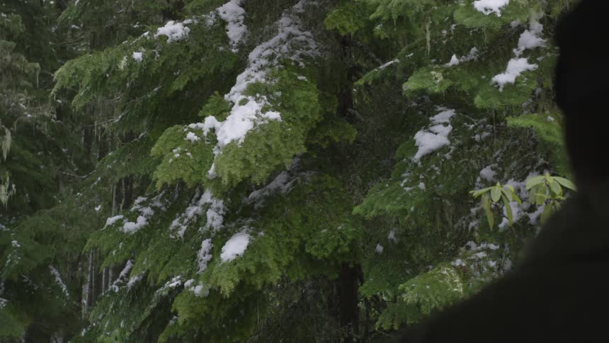 Trees are covered by fallen snow