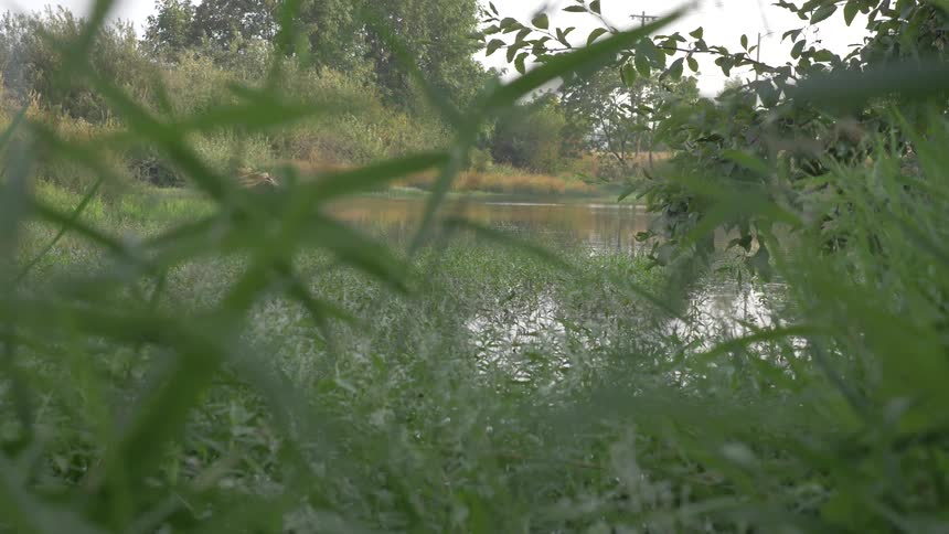 Lake as seen through bushes