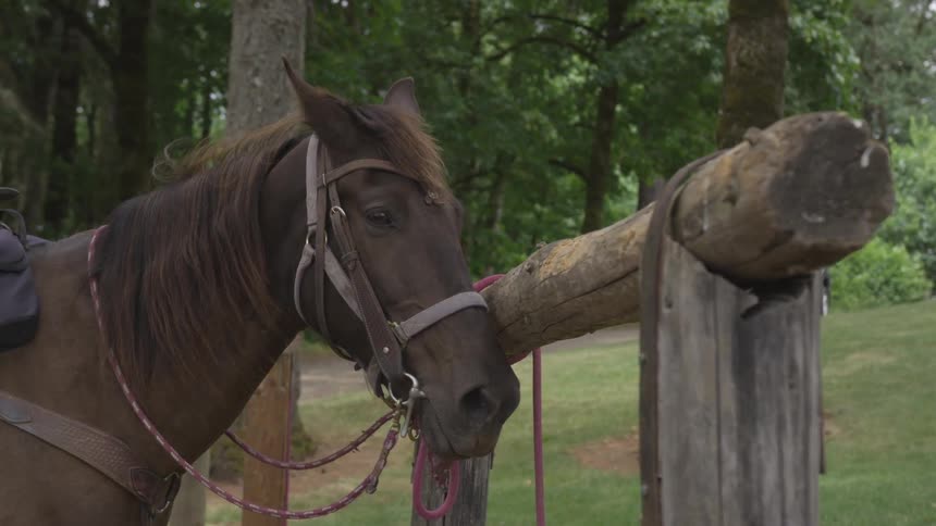 Brown horse standing against a wooden hitching post