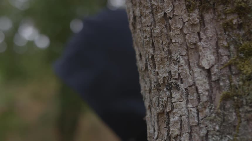 Someone standing next to a tree in the forest