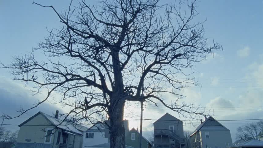 A tree in a bright neighborhood