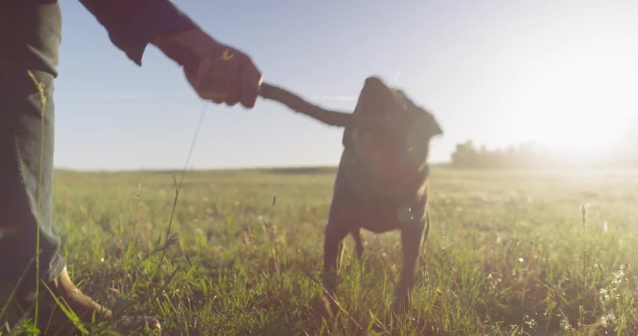 A man plays with his dog letting him pull a large stick
