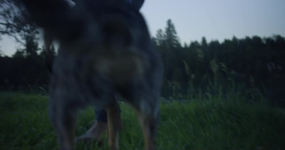 Man scratches a black dog as they play in a field