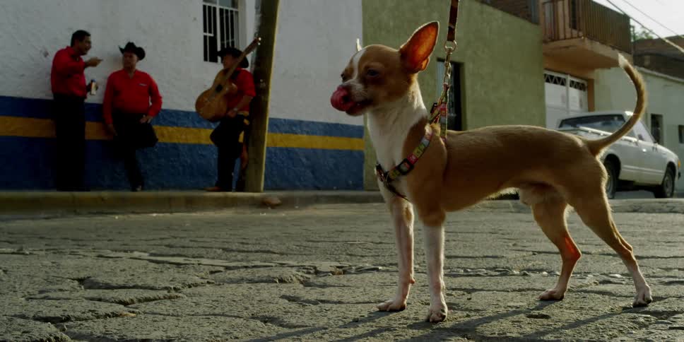 Small dog wearing a leash stands in the middle of a road
