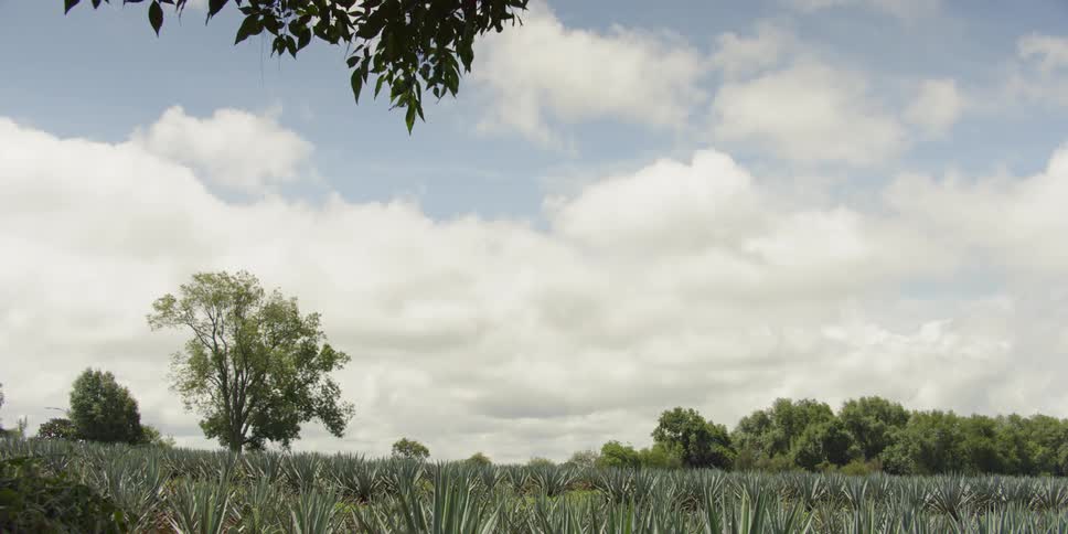 A scenic view of an agave field and trees with clouds in the background