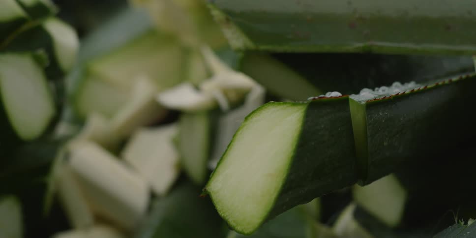 A cut agave plant rests as rain drips onto it