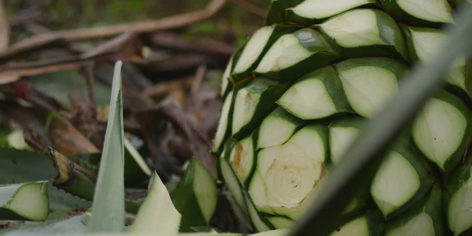 A person cuts an agave plant and walks away