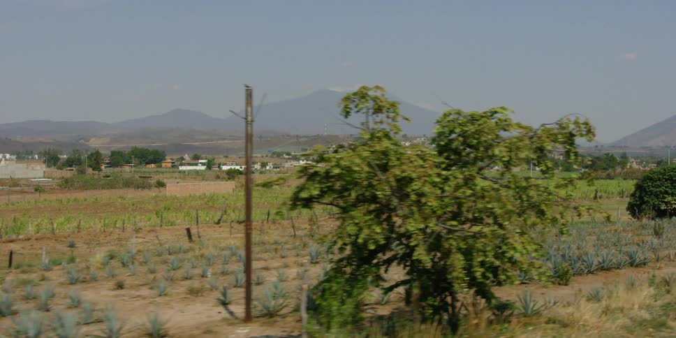 View of agave fields with rural town in background