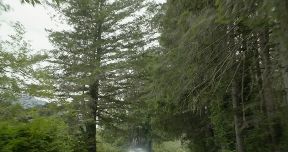 The forest branches hang over the trail